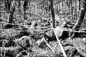 고로쇠수액 채취용 PVC파이프들이 국립공원 자연보존지구 숲속에 철사와 못을 사용해 거미줄처럼 고정되어 있다.