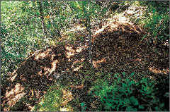 ▲ 771m봉 오르기 직전에 만난 어린아이 무덤 크기의 개미무덤.