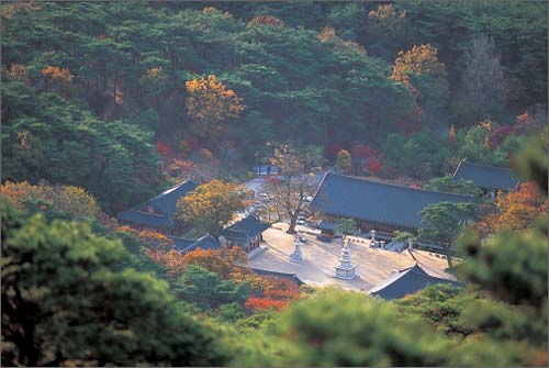 ▲ 덕숭산 기슭에 자리한 수덕사 전경. 수덕사는 한국 불교계의 명가인 덕숭문중의 법맥을 형성하고 있는 절집이다.