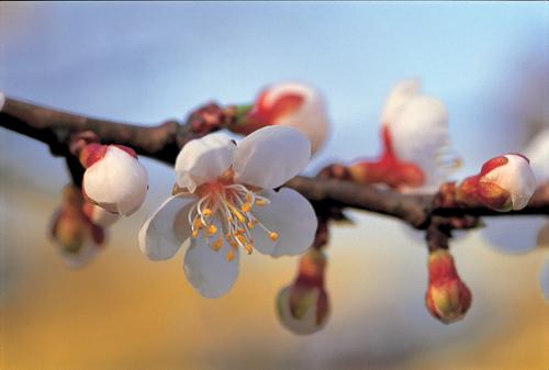 산수유가 피면 매화도 피어난다. 두 가지 꽃이 시들면 벚꽃이 만개한다.