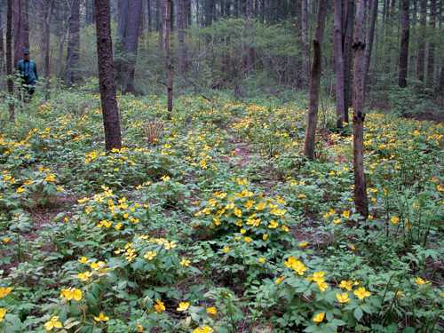 국립수목원의 봄 풍경. 고산식물원에서 피나물 군락이 노란 꽃을 피워 대지를 온통 뒤덮고 있다.
