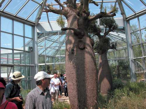 한택식물원 호주온실에 있는 바오밥나무. 어린 왕자에 나오는 나무로서 어린이들에게 인기가 높다.