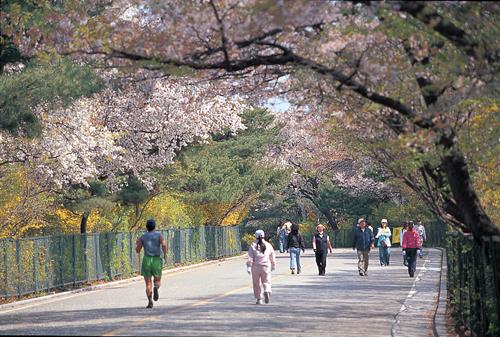 벚꽃 만발한 남산기를 걷는 사람들.