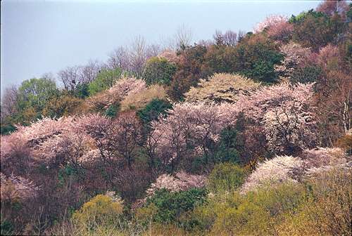 한 폭의 파스텔화를 보여주는 남산의 벚꽃.