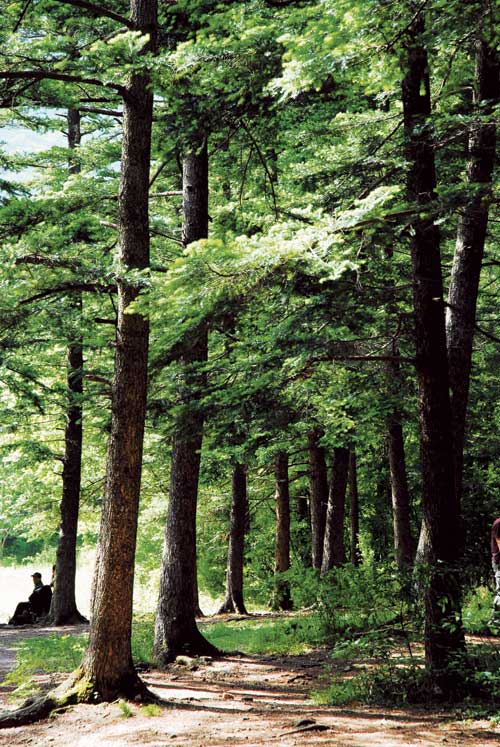터널을 이루고 있는 내소사 전나무 숲길.