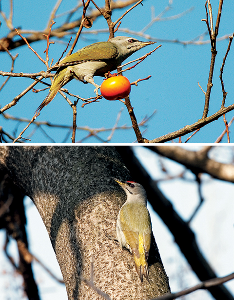 (위) 청딱따구리 암컷이 먹이를 찾아 감나무 가지 위에 앉아 있다. (아래)  청딱따구리 수컷이 나무 위에 앉아 있다.