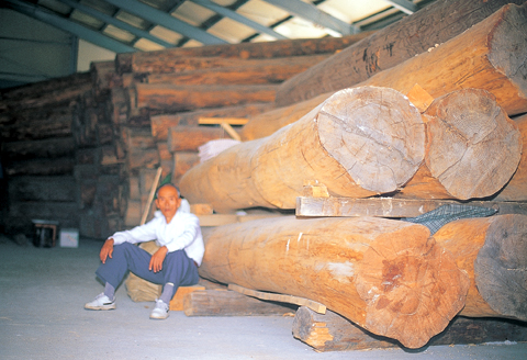 굵은 소나무가 목재가공소에 쌓여 있다. 전국 산지에서 나온 소나무다.