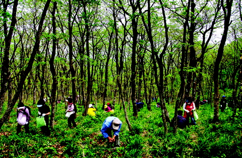영양군에서 주최한 산나물 채취체험에 나선 산나물꾼들이 일월산 일원에서 열심히 산나물을 뜯고 있다. 

