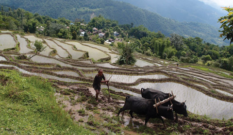 해발 1,000m 즈음에는 쌀농사가 한창이다. 계단식 논에서 쟁기질을 하는 촌로.
