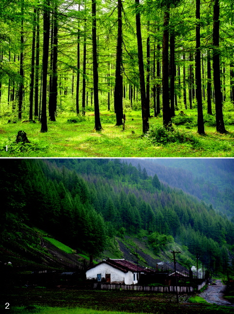 1 대노은산 자락에 넓게 퍼져 있는 일본잎갈나무 군락이 관목과 어울려 녹색의 빛을 발하고 있다. 
2 대노은산 등산로 입구 반대편에 있는 농장 전경. 