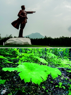 1 대흥단 기념지의 김일성 대형동상. 뒤로 대노은산 능선이 보인다.  
2 60㎝의 가는 줄기에 우산 같은 큰 잎이 자라는 평풍삿갓.
