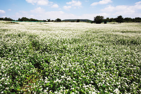 눈꽃이 내린 듯 하얀 꽃이 밭을 이룬 메밀밭. 따라비오름 기슭. 가시리마을에서는 메밀가루를 순대 재료로 이용한다.