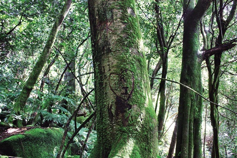 등산로 주변 나무에 등산객들이 그려놓은 듯 가끔 하트모양이 새겨져 있다. 