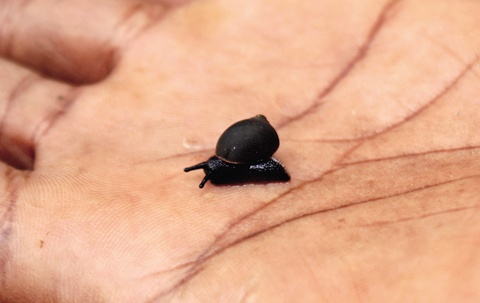 세계에서 제일 작은 개구리만 한 달팽이도 잡아 손바닥에 올려놓았다. 