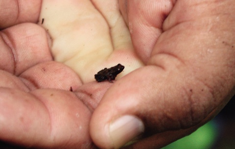 세계에서 제일 작은 개구리로 알려져 있는 소글루셔스를 잡아 가이드 테렌스 손바닥에 올려놓고 있다. 