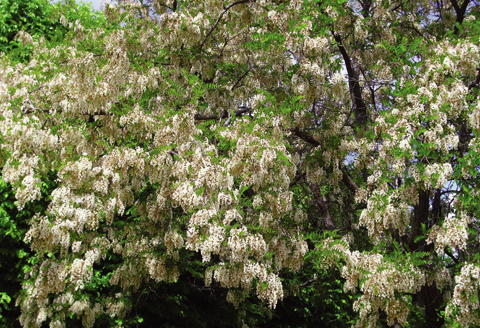 아카시나무 꽃이 향기를 퍼뜨리면 임산부는 피란을 가야 한다. 임산부에게는 아카시나무 꽃 향이 해롭다. 