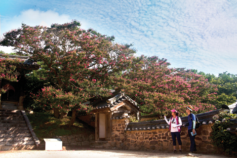 병산서원에서 박순화 문화해설사가 배롱나무를 보며 설명하고 있다. 