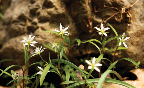 태자삼이라고도 부르는 개별꽃은 여러 면에서 인삼보다 훨씬 나은 효과를 지닌 약초다.
