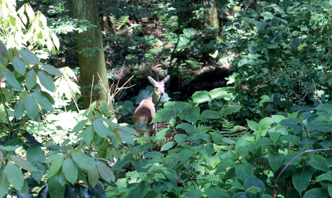 한라산 자락 사려니숲속에서 만난 노루. 백록담과 사슴 노루에 관한 많은 전설도 전한다.