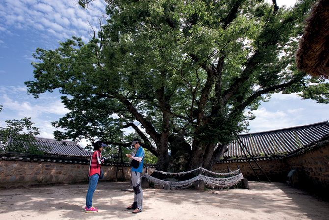 수령 600년의 하회마을 느티나무. 마을의 삼신당 역할을 한다. 