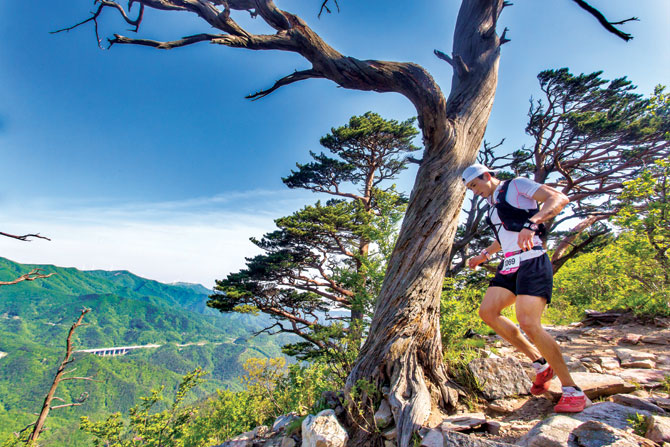고사목이 멋진 풍광을 연출하는 제왕산 산길을 달리고 있는 참가 선수.
