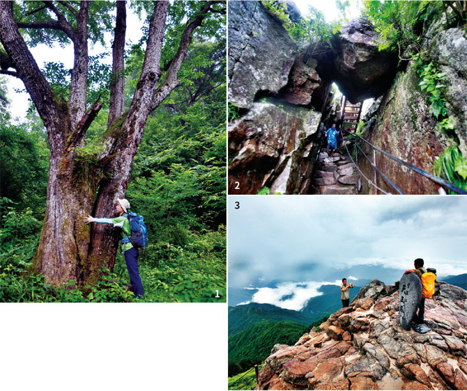 1 지리산 특별보호구역에 수백 년 된 돌배나무로 추정되는 나무가 자라고 있다. / 
2 지리산 통천문으로 내려오고 있다. / 3 지리산 정상 천왕봉에서 기념촬영하고 있다. 