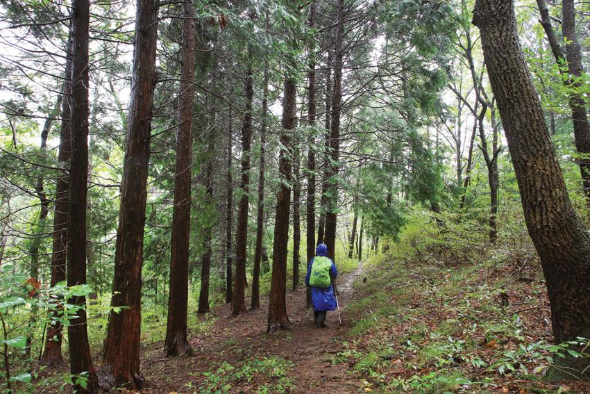 574m봉에서 거문산 방향으로 내려서면 빽빽한 편백나무 숲이 나타나 피톤치드를 한가득 안겨 준다.