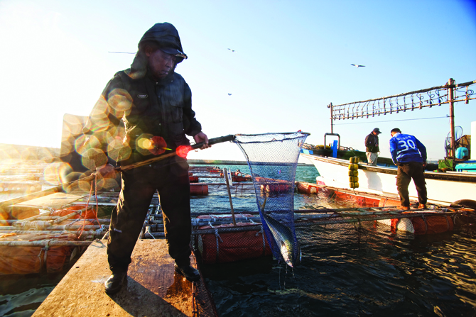 모슬포 어부들이 갓 잡아온 방어를 임시 어장에 풀어 넣고 있다.