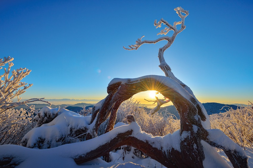 천연기념물인 주목 군락지 사이로 찬란하게 떠오르는 태양이 민족의 성산 태백산을 비추고 있다.