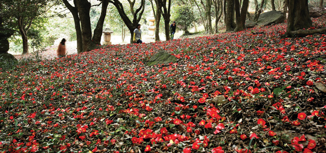 붉은 카펫이 깔린 듯 화려하게 치장한 3월의 백련사 동백림. / 사진 강진군청 제공