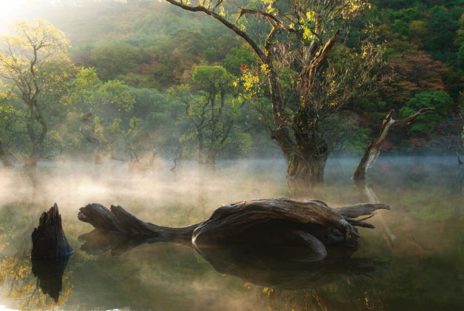 주산지 몽한의 아침. / 사진 국립공원관리공단