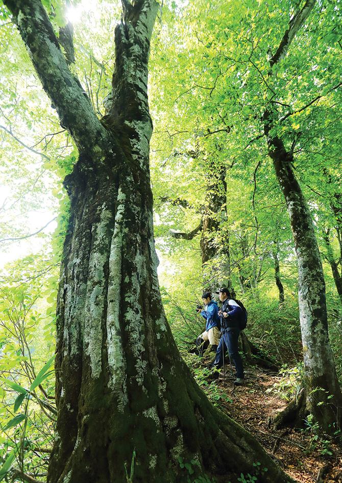 시라카미산지에서는 수령 100년이 넘은 아름드리 너도밤나무를 흔하게 볼 수 있다.