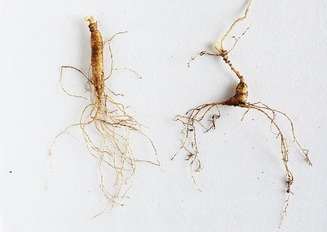 산삼, 산삼잎 심었다~ 산삼구별법 3