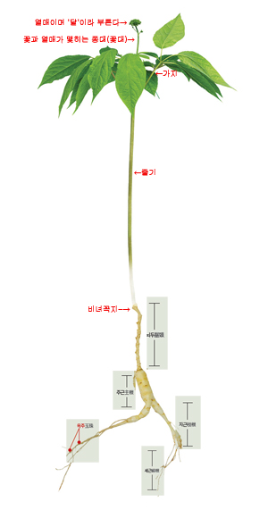 산삼, 산삼잎 심었다~ 산삼구별법 4