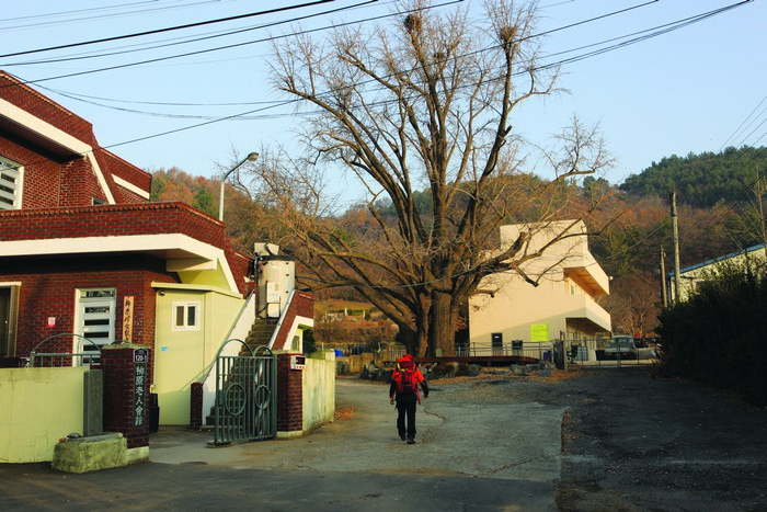 산행은 유상동회관 옆 마을길로 은행나무 고목을 지나 와룡재로 잇는다.