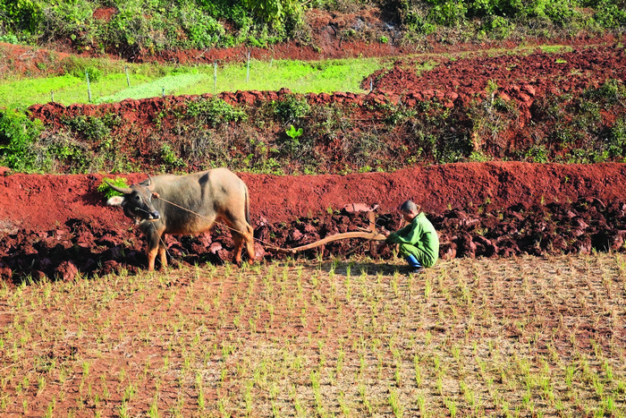 소와 쟁기를 이용해 농사를 짓고 있는 시포의 농부.