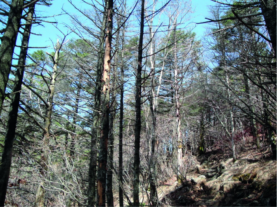 기후변화로 앙상한 나무만 남긴 채 고사한 지리산 반야봉 구상나무. 사진 산림청.