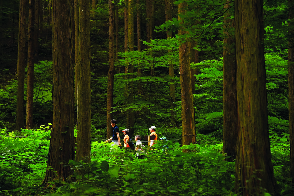 전 세대 모든 직군이 숲 체험을 통해 부정적 감정 감소와 스트레스 해소에 도움 되는 것으로 나타나고 있다.