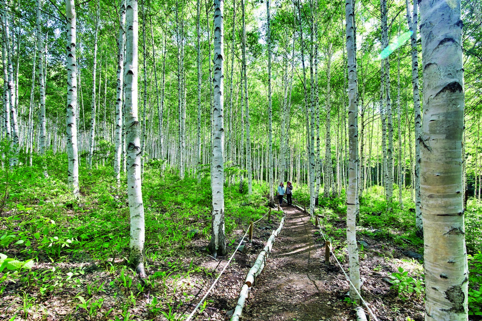 북유럽 분위기가 물씬 풍기는 자작나무숲.
