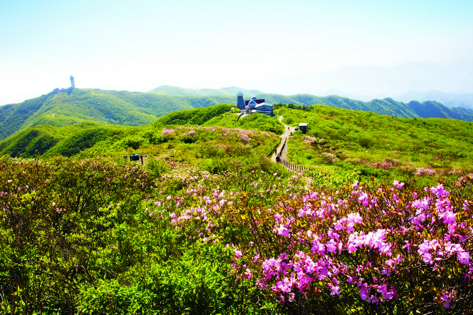 오랜 역사를 자랑하는 소백산 철쭉밭.