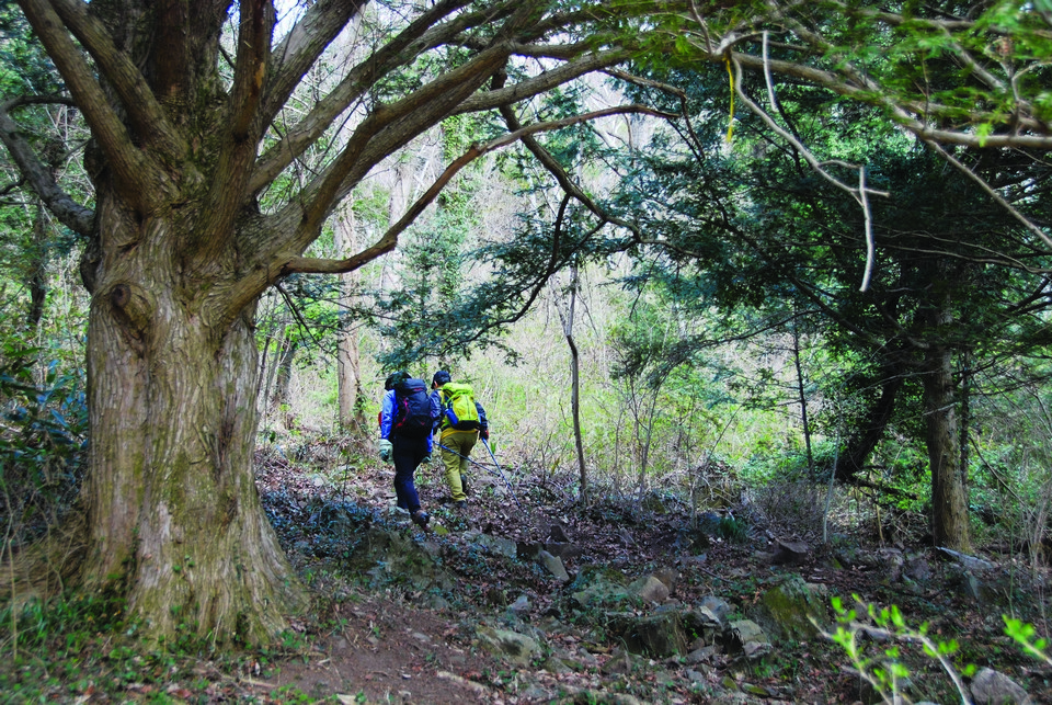 개천사 뒤쪽 계곡 따라 울창한 비자나무숲이 이어진다.
