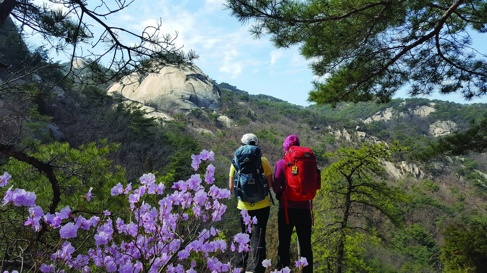 봄꽃이 핀 북한산을 찾은 등산인들.