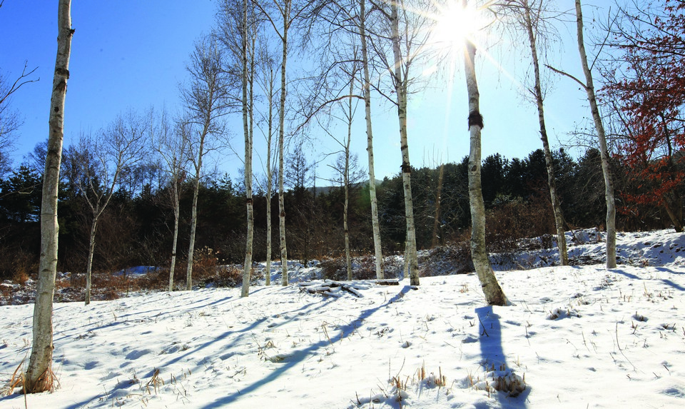 자작나무원의 자작나무는 사계절 흰색을 띠며, 특히 겨울의 하얀 수피는 주변 분위기와 어울려 더욱 운치를 자아낸다.