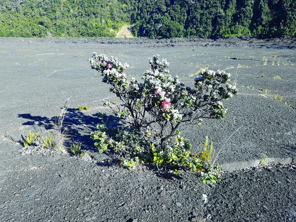 킬라우에아 칼데라 바닥에서는
어느덧 식물이 자라나고 있다.