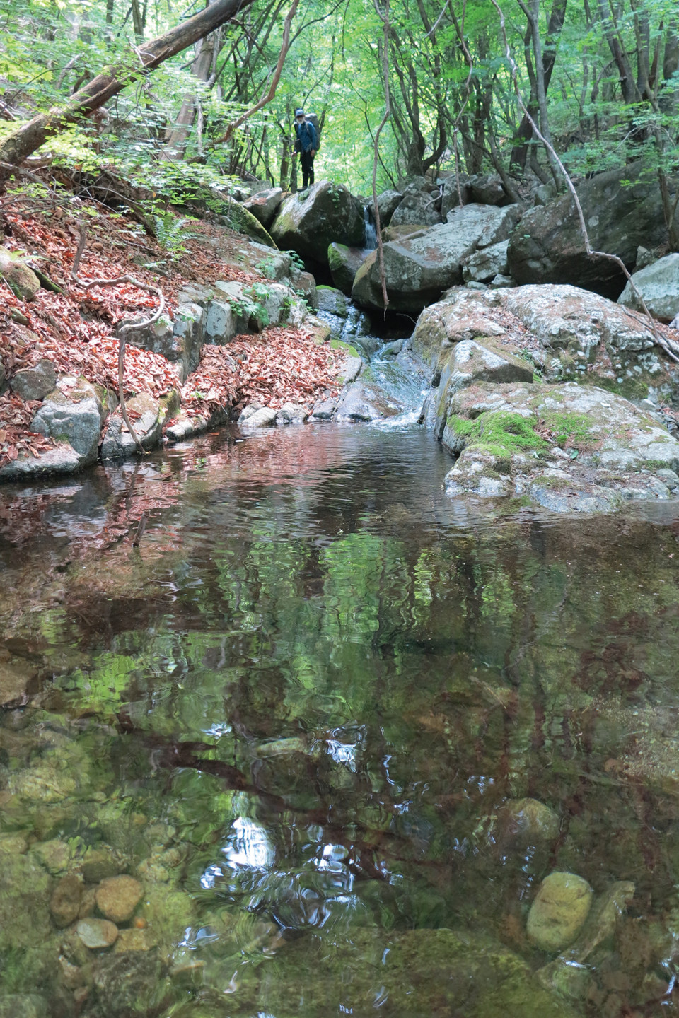 백마계곡 천장바위 직전 숲 터널 아래로는 시원한
물웅덩이들이 계속 나온다.