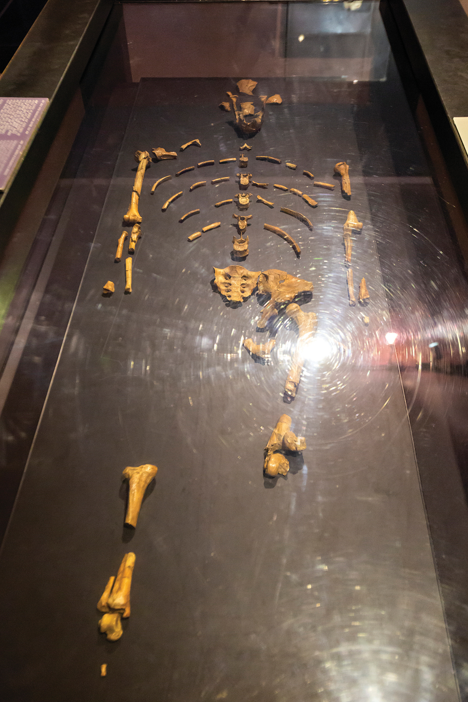 318만년 전 인류 최초로
‘두발로 걸어 다닐 수 있는
여성’의 유골 화석, 이름은
루시다.