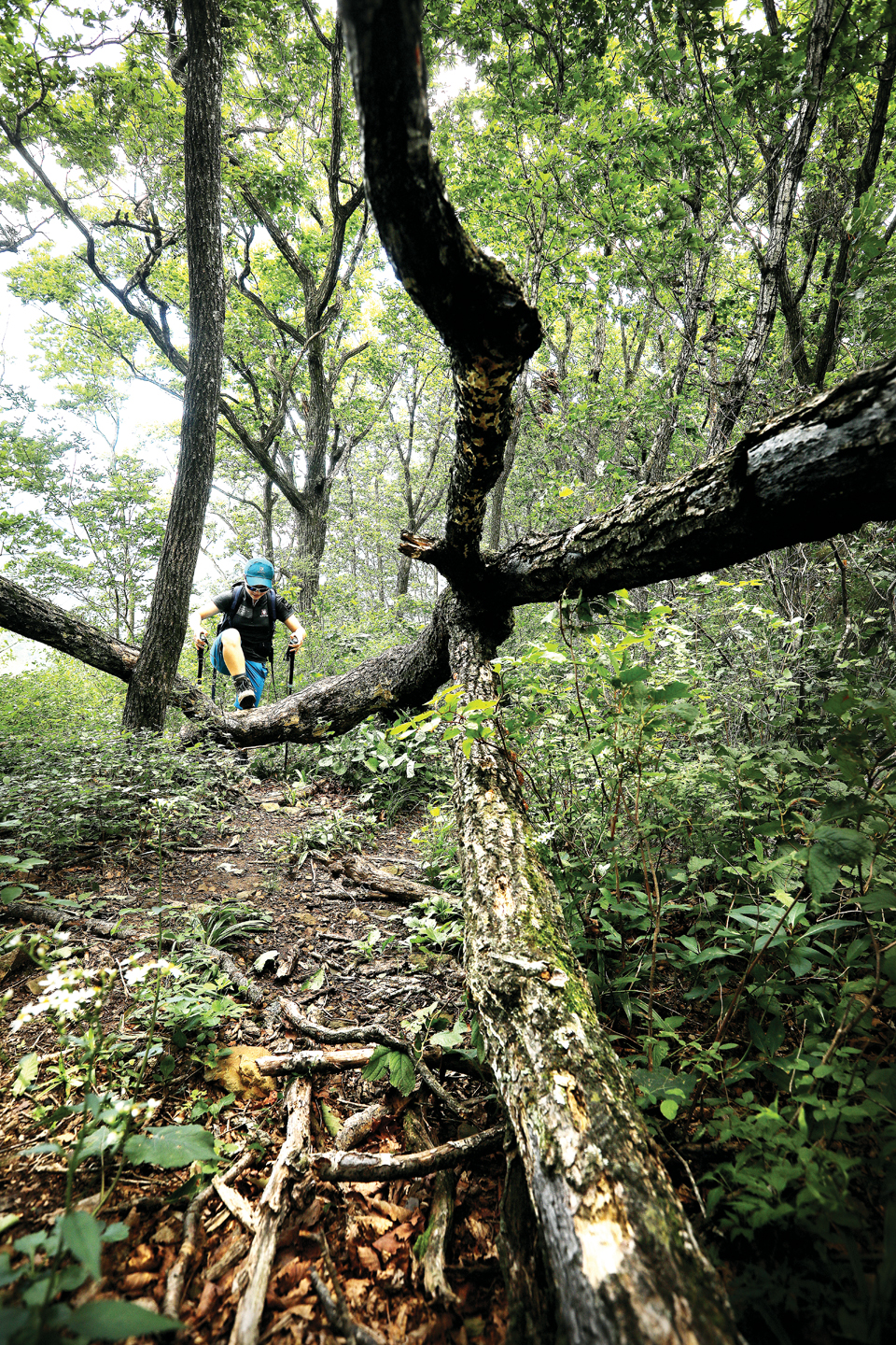 자연미 넘치는 숲길을 걷는 블랙야크 권태도·김찬일 셰르파. 권태도씨는 71세로 전체 셰르파 중에 맏형이지만, 아일랜드피크 (6,189m)와 몽블랑(4,810m)을 올랐으며 백두대간을 3번 종주한 집념의 산악인이다.