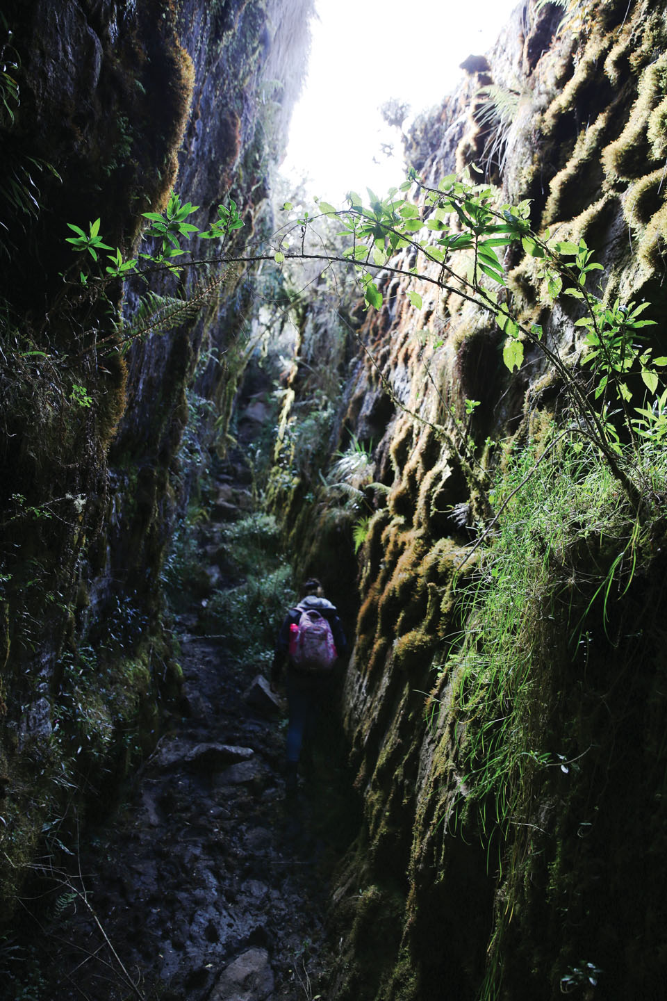 이끼와 바위가 가득한 동굴.