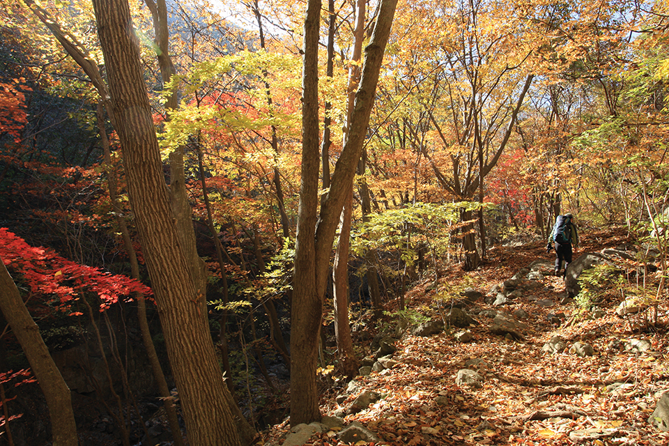 재약산으로 오르는 호젓한 산길은 낙엽으로 뒤덮이고 햇빛에 반짝이는 화려한 오색단풍이 숲 터널을 이룬다.