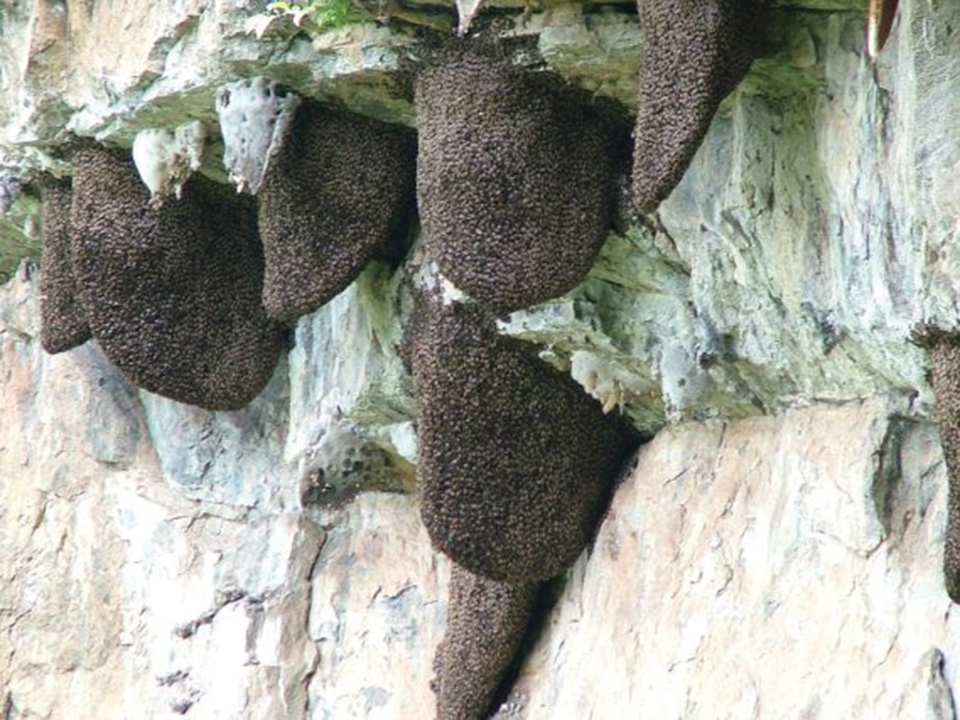 절벽에 연이어 지어 놓은 대바위벌 벌집.
